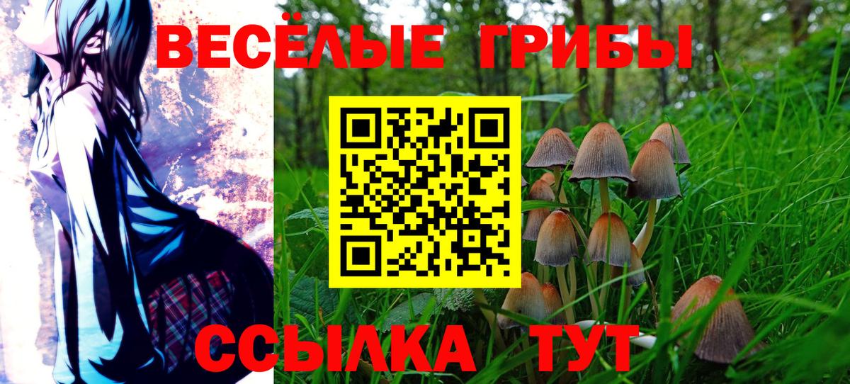 Псилоцибиновые грибы Cubensis Тосно